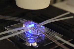 organ-on-a-chip for studying asthma