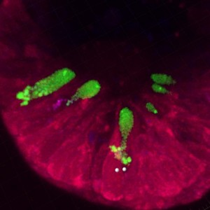 levels of acidity between the mucus (in green); and the rest of the cell.